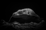 Monochrome Zoo portfolio