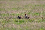Grey Partridges