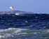 Gannet begins dive, Duncansby Ness, Scotland
