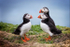 Adar Pal - Puffins