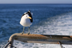 Kelp Gull hitches boat ride, Mossel Bay, South Africa