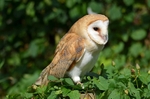 Barn Owl