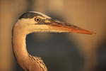 Great Blue Heron, close view at sunset - Fort De Soto, Florida