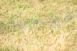 SBM_18081