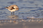 Sanderling preening, Fort De Soto, Florida