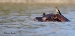 Hippo perch
