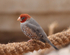 Finch