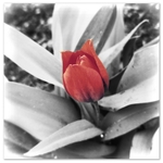 Tulip