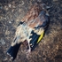 Deceased Goldfinch