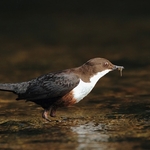Dipper