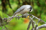 Grey Jay eating scavenged food, Maligne Lake, Canada