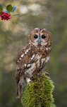 TAWNY OWL