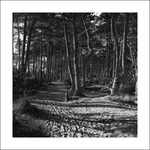 'A Walk in the Woods' Holkham Beach
