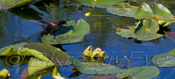 Birds 153