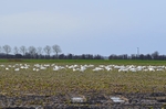 Bewick's Swans