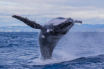 0A3A3525. Backward Breach 1