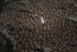 Colony of Gannets at Saltee Island, County Wexford, Ireland.
