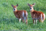 Twins