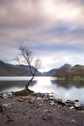 Lone Tree,