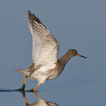 Redshank flapping its wings