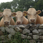 Three Curious Cows looking over a  wall, Ireland