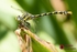 Large Pincertail