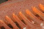 Pennatula phosphorea