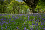 Snowdonia bluebells and Beech