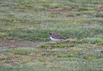 Ringed Plover