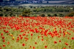 Poppy Field