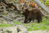 Black Bear cub, Mud Lake, British Columbia, Canada