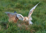Barn Owl & Kestrel