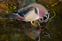 Wood Duck 2