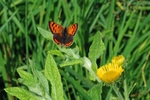 Small Copper