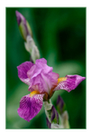 Iris germanica 'La Beauté'