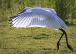 Fledgling spoonbill[teaspoon] flight