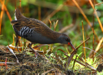Water Rail
