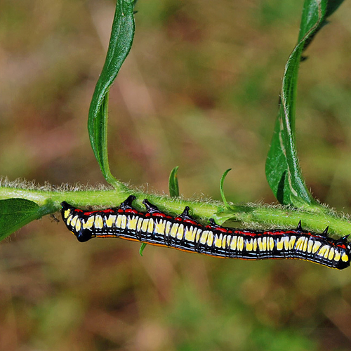 A Brown-hooded Owlet moth in it's caterpillar form.