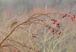 Redwing