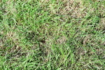 SBM_12215