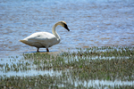 Summer Swan