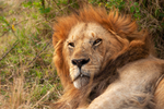African Lion