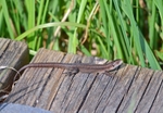 Common Lizard