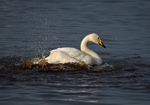 Whooper Swan
