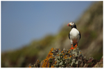 Puffin Lookout