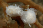 Acanthodoris pilosa