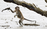 Long tailed macaque