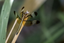 Pied Paddy Skimmer