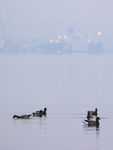 Brent Geese & Poole Port lights, Dorset