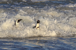 African Penguin portfolio